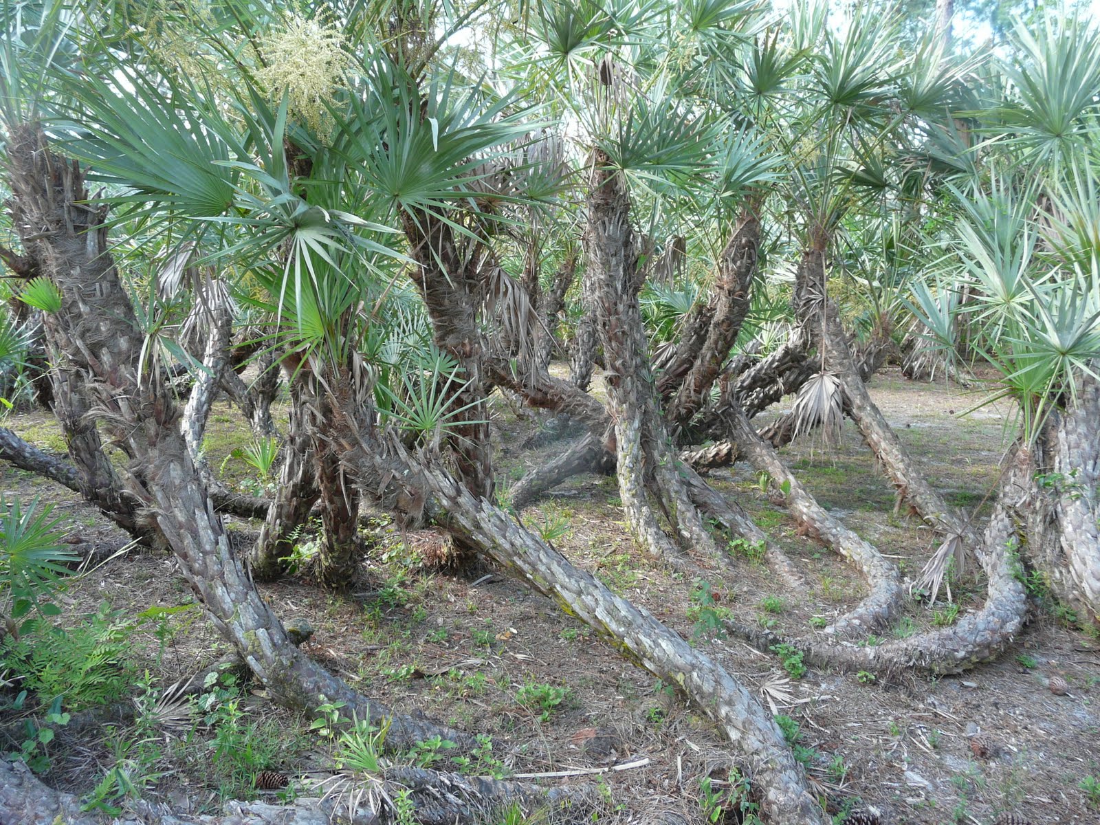 Saw Palmetto